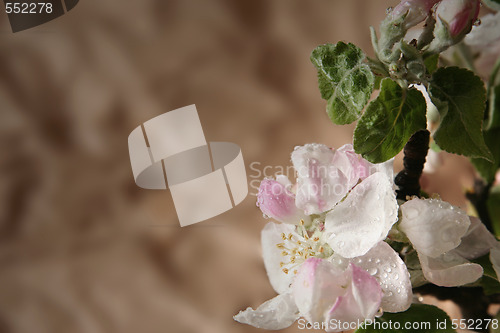 Image of Apple-tree flowers