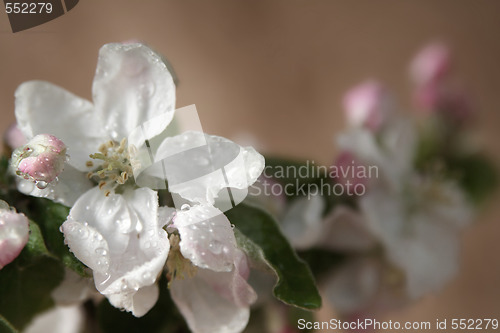 Image of Apple-tree flowers
