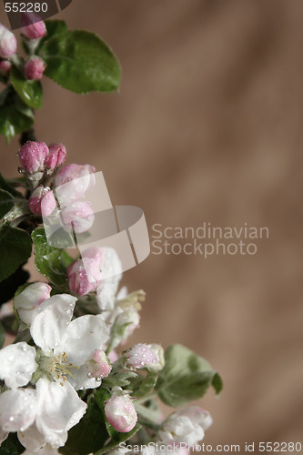 Image of Apple-tree flowers