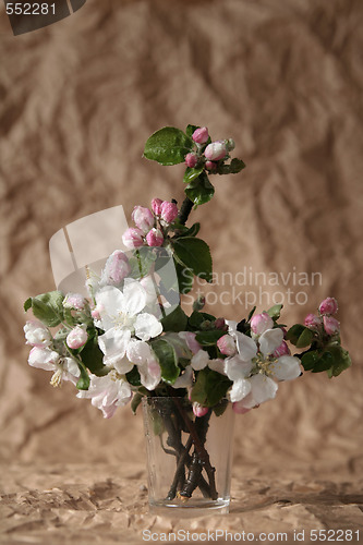 Image of Apple-tree flowers