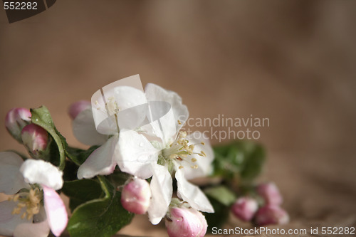 Image of Apple-tree flowers