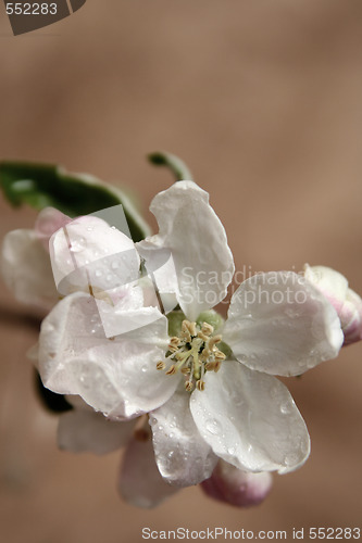 Image of Apple-tree flowers