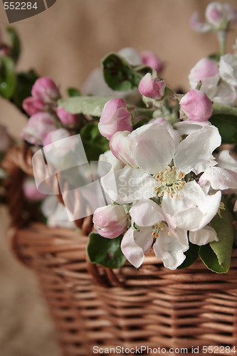 Image of Apple-tree flowers