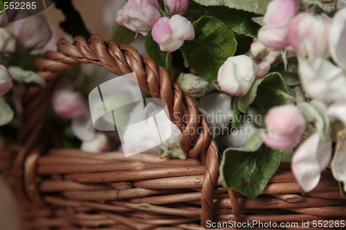 Image of Apple-tree flowers