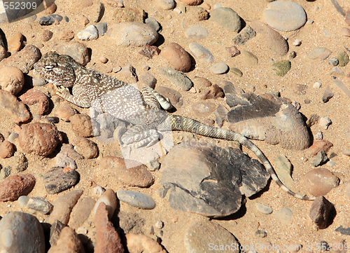 Image of Yellow spotted agama in Qatar