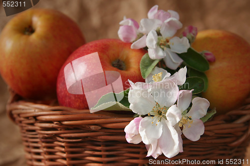 Image of Apples and flowers