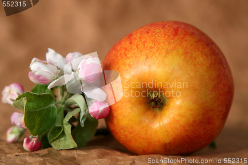 Image of Apples and flowers