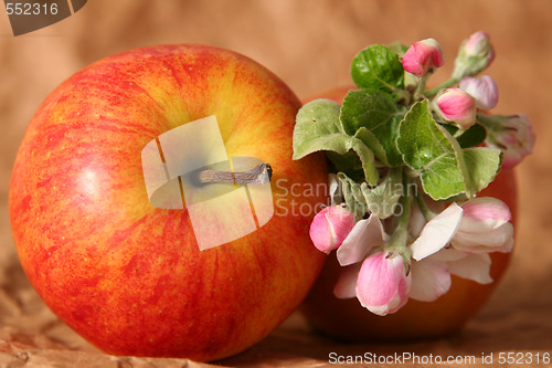 Image of Apples and flowers