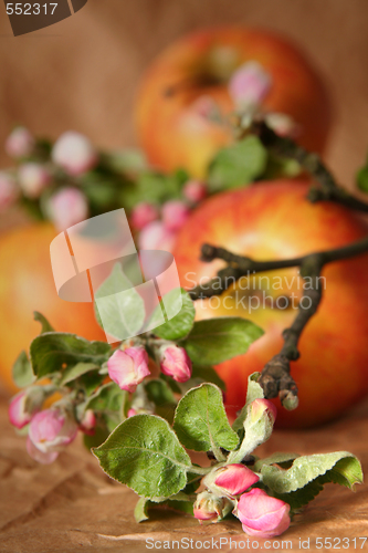 Image of Apples and flowers