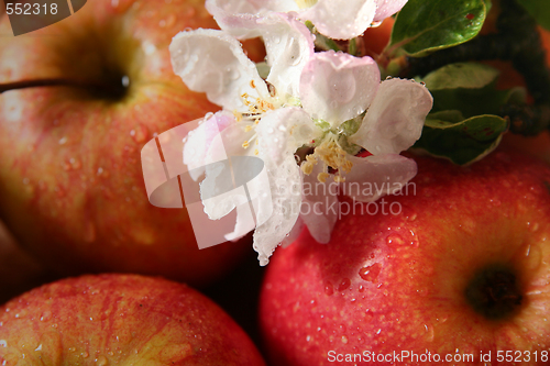 Image of Apples and flowers