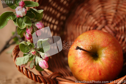 Image of Apples and flowers