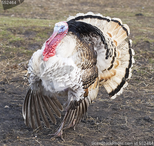 Image of turkey 