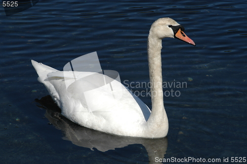 Image of Swan_1_27.04.2005