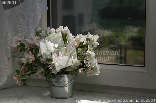 Image of Apple-tree flowers 