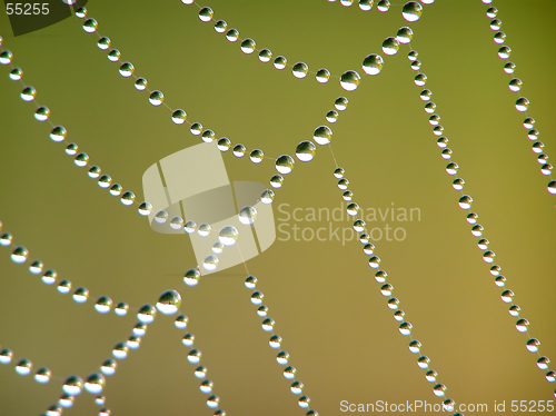 Image of Cobweb