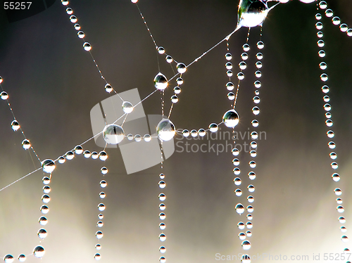 Image of Cobweb