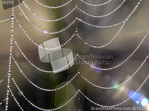 Image of Cobweb