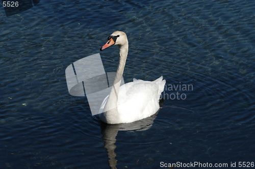 Image of Swan_2_27.04.2005