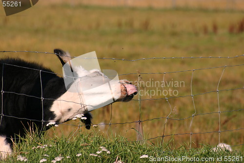 Image of cow tries reach its food