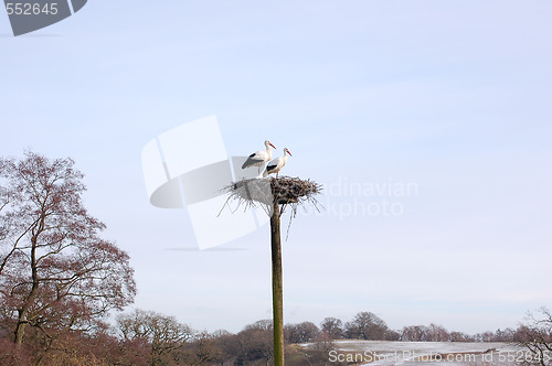 Image of Storch nest