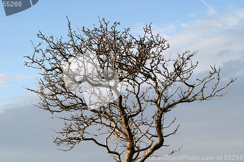 Image of Tree