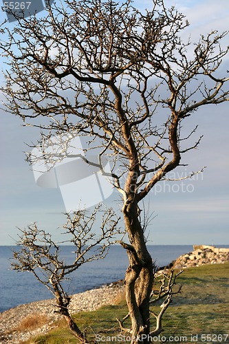 Image of Tree
