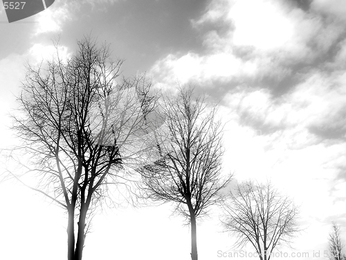 Image of Tree in sky