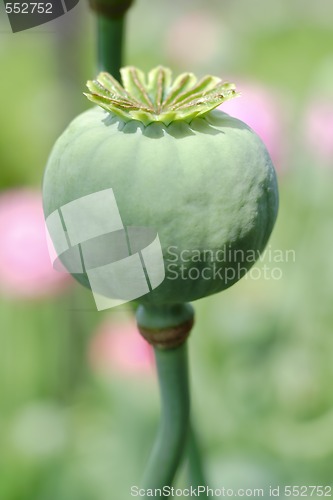 Image of green poppy - head