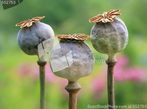 Image of three poppy - head