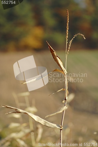 Image of maize inflorescence