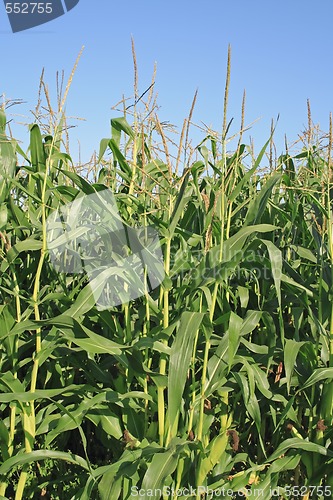 Image of maizes green plants