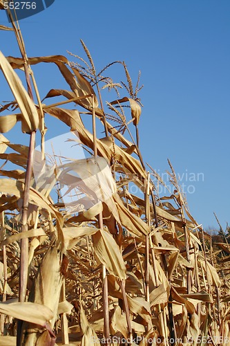 Image of maizes dry plants