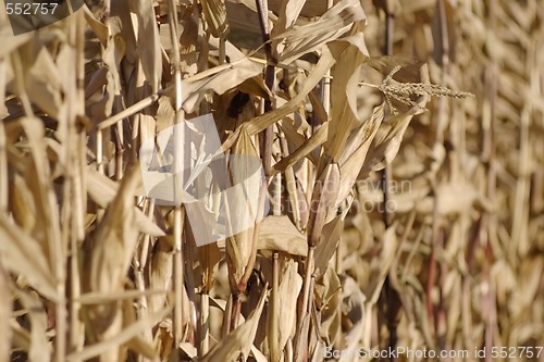 Image of maizes dry plants