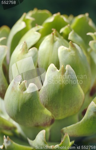 Image of artichoke inflorescence