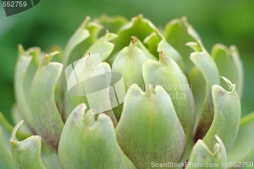 Image of artichoke inflorescence