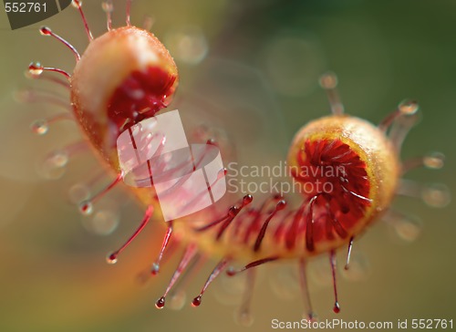 Image of close-up sundew leaf