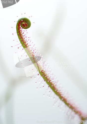 Image of close-up sundew leaf