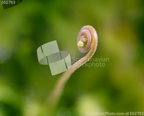 Image of close-up sundew's floral sprout