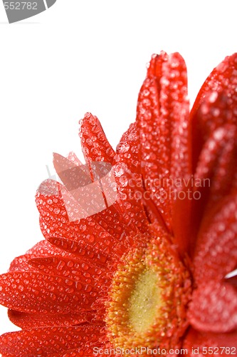 Image of red gerbera