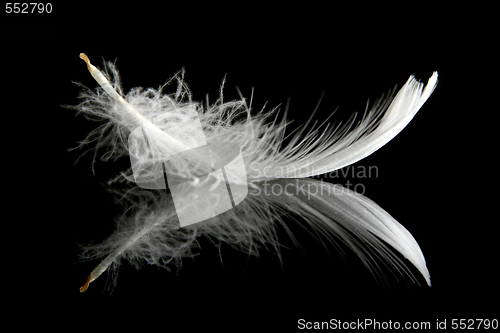 Image of Feather on black