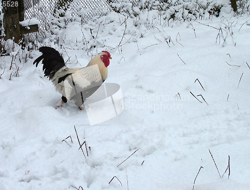Image of Rooster on snow