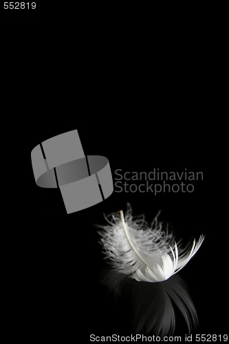 Image of Feather on black