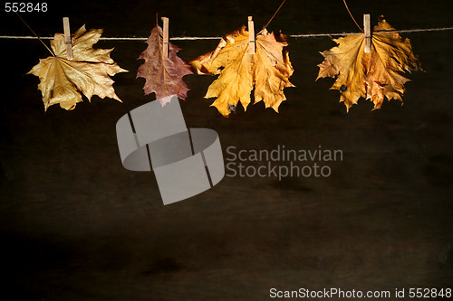 Image of Autumnal still life