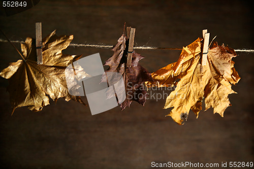 Image of Autumnal still life