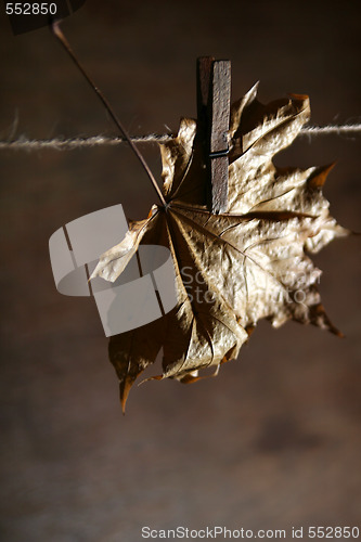 Image of Autumnal still life