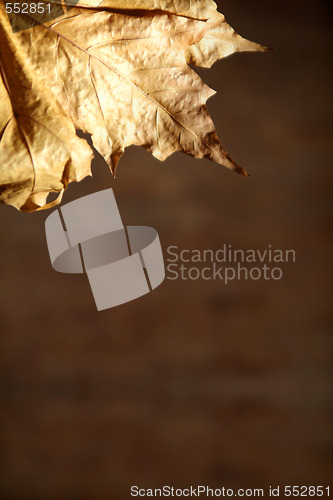 Image of Autumnal still life