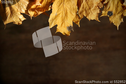 Image of Autumnal still life