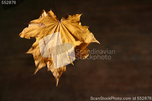 Image of Autumnal still life