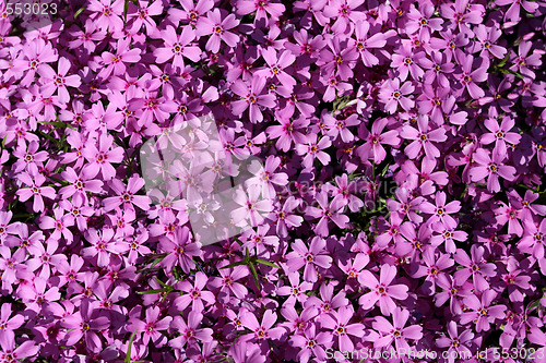 Image of Floral backgroun