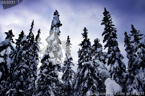 Image of Snow covered tree